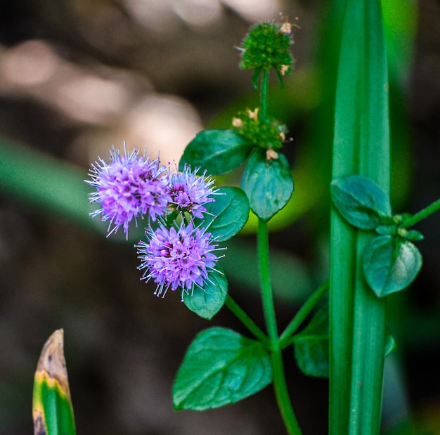 Photo close-up of purple flowers blooming outdoors