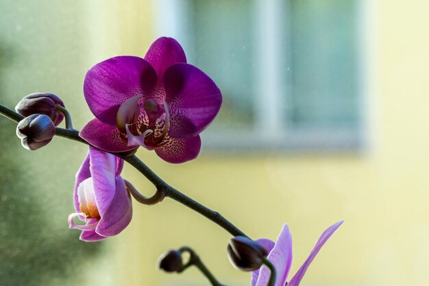 外でいている紫色の花のクローズアップ