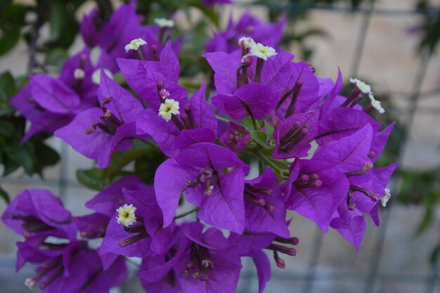 Close-up of purple flowers blooming outdoors