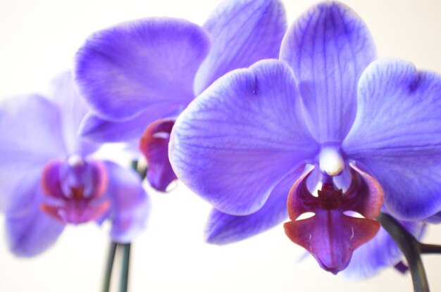 Close-up of purple flowers blooming outdoors