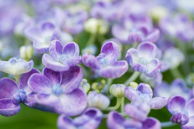 Close-up of purple flowers blooming outdoors