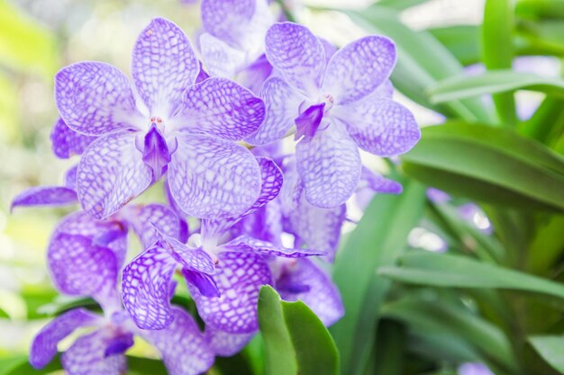 Close-up of purple flowers blooming outdoors