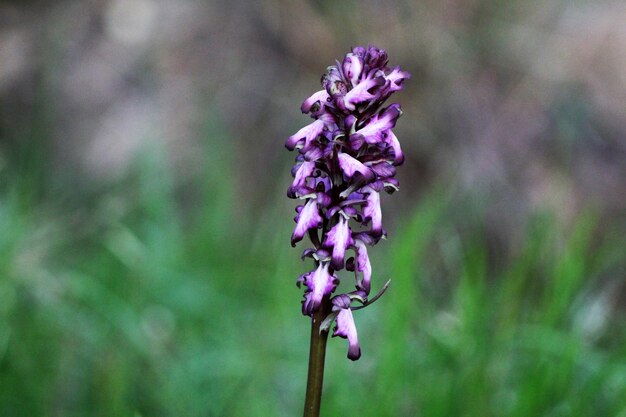 Close-up of purple flowers blooming outdoors