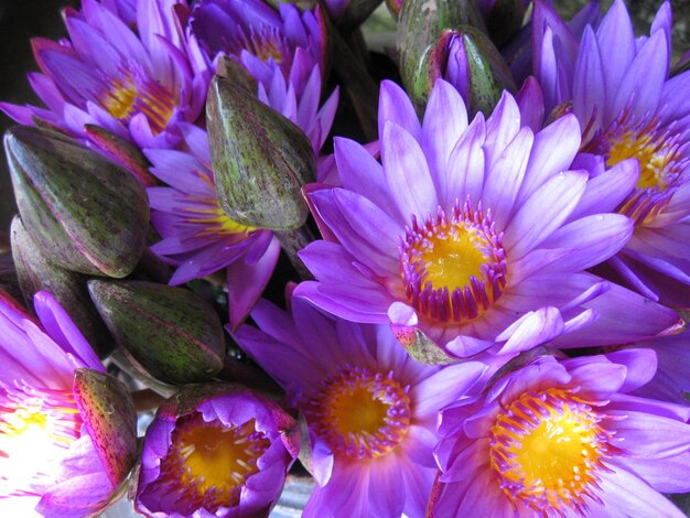 Close-up of purple flowers blooming outdoors