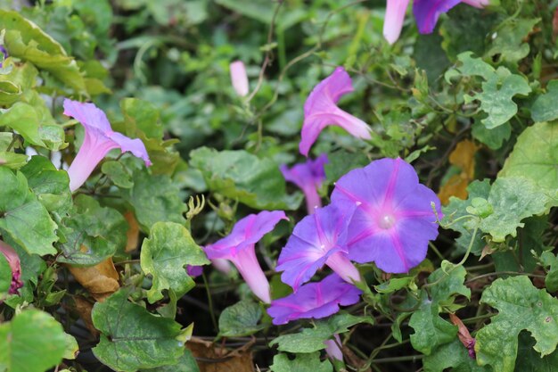 Close-up of purple flowers blooming outdoors