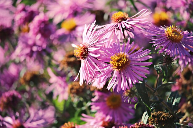 Foto close-up di fiori viola che fioriscono all'aperto