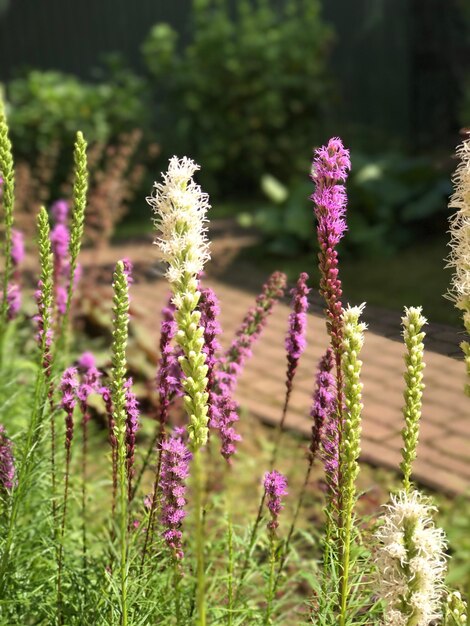 Close-up of purple flowers blooming outdoors