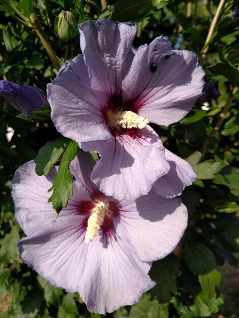 Foto close-up di fiori viola che fioriscono all'aperto