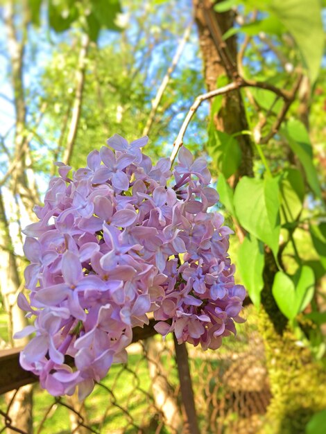 Close-up of purple flowers blooming outdoors