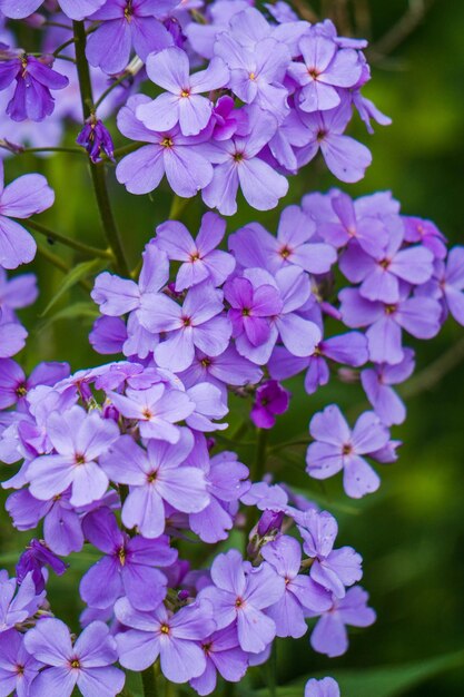 Close-up of purple flowers blooming outdoors