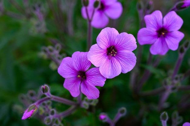 外で ⁇ いている紫色の花のクローズアップ