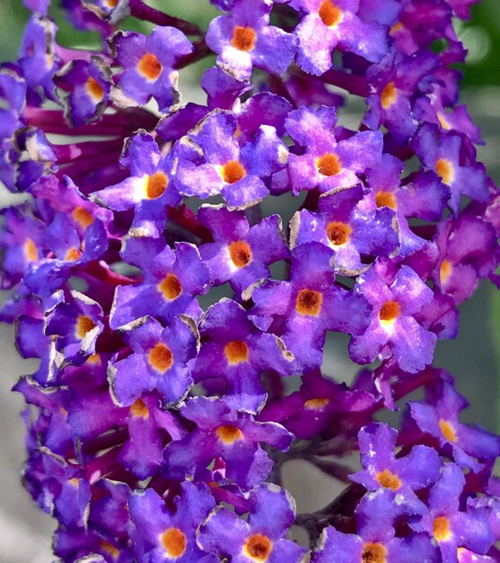 Close-up of purple flowers blooming outdoors