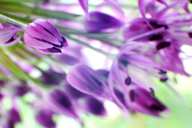 Close-up of purple flowers blooming outdoors