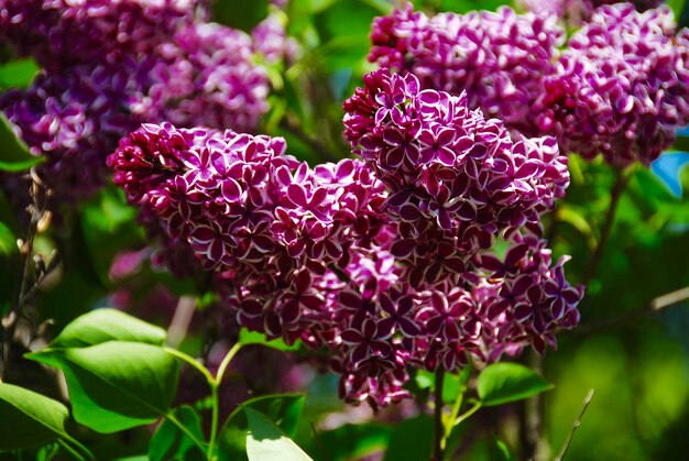 Close-up of purple flowers blooming outdoors