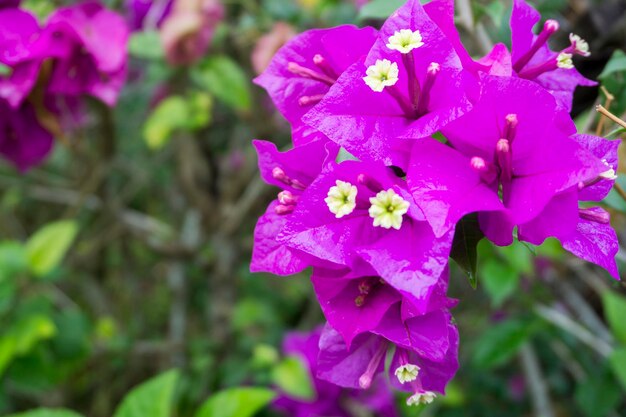 Close-up of purple flowers blooming outdoors