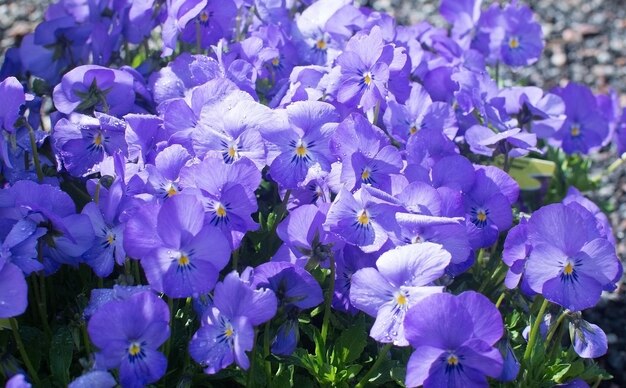 Close-up of purple flowers blooming outdoors