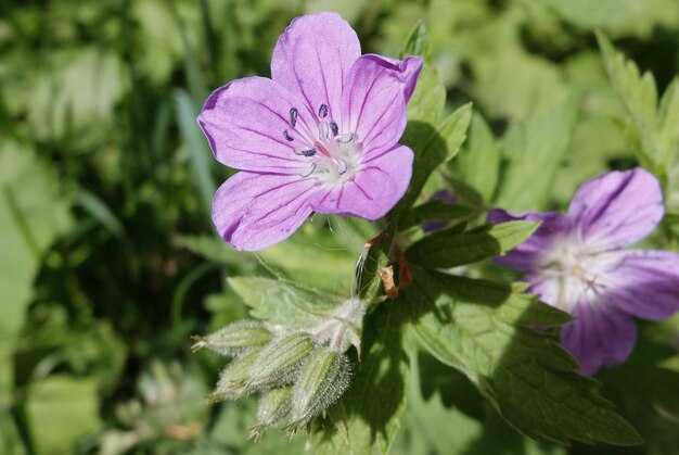 Foto close-up di fiori viola che fioriscono all'aperto