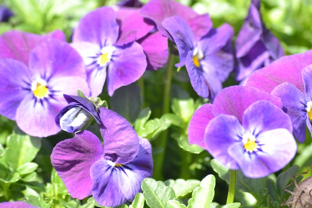 Foto close-up di fiori viola che fioriscono all'aperto