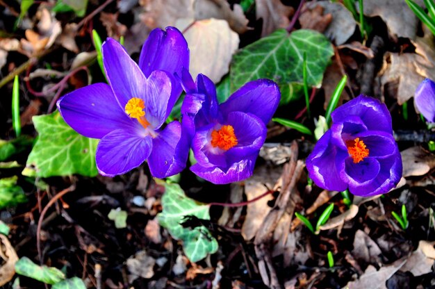 Close-up of purple flowers blooming outdoors