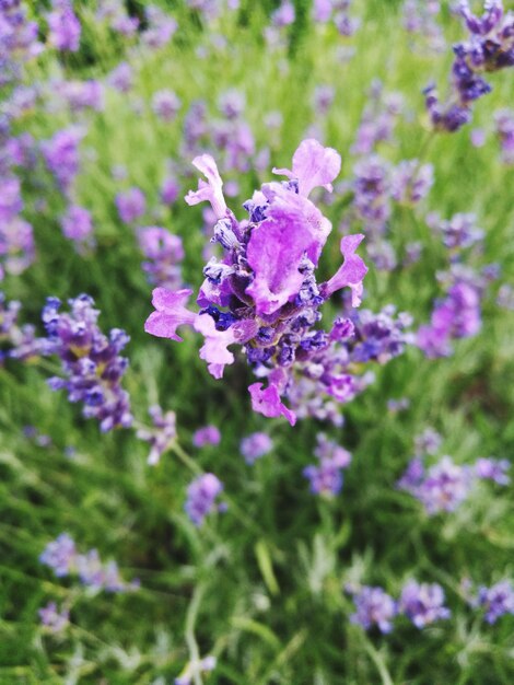 Close-up of purple flowers blooming outdoors