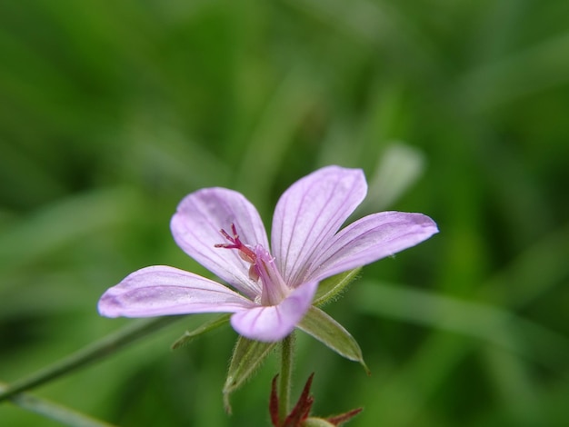 外で ⁇ いている紫色の花のクローズアップ