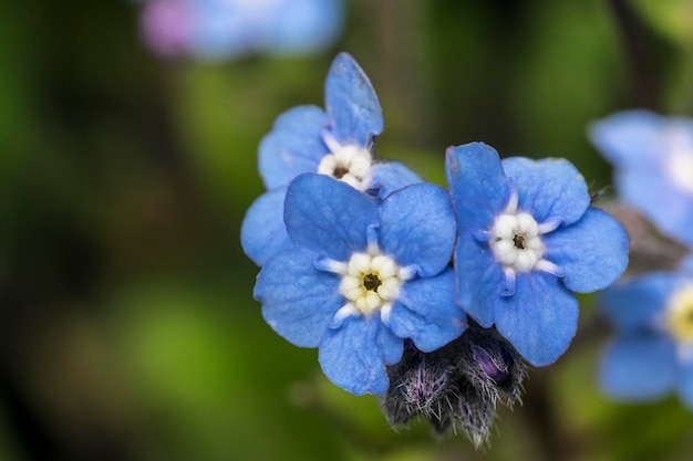 Photo close-up of purple flowers blooming outdoors