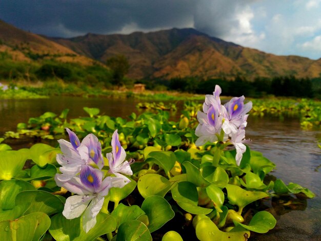 Close-up of purple flowers blooming outdoors