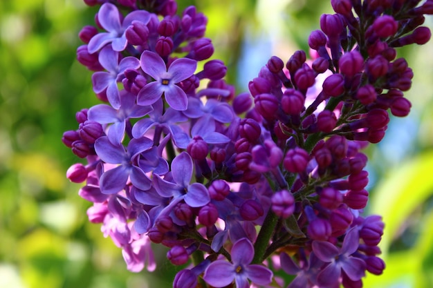 Foto close-up di fiori viola che fioriscono all'aperto