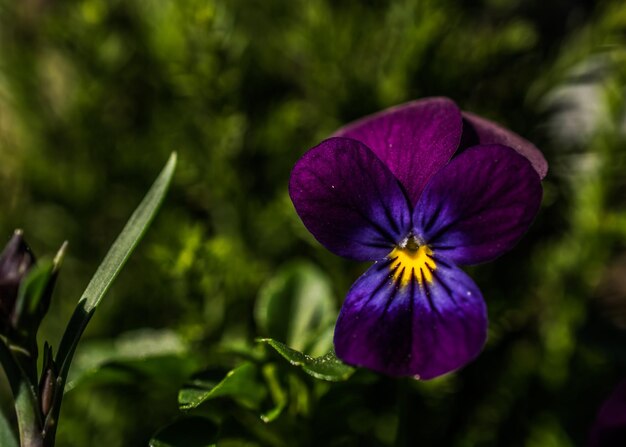 Foto close-up di fiori viola che fioriscono all'aperto