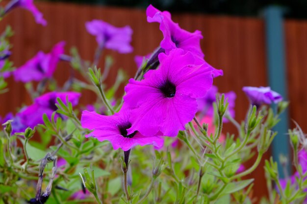 Close-up of purple flowers blooming outdoors