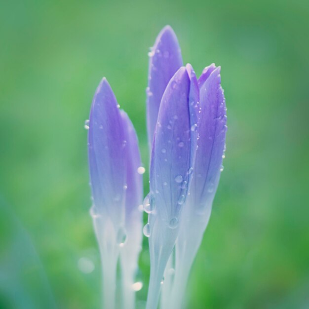 Close-up of purple flowers blooming outdoors