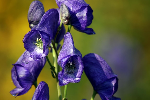 Close-up of purple flowers blooming outdoors