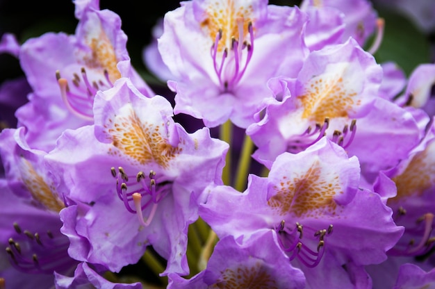 Close-up of purple flowers blooming outdoors