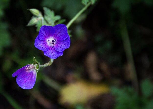 Foto close-up di fiori viola che fioriscono all'aperto