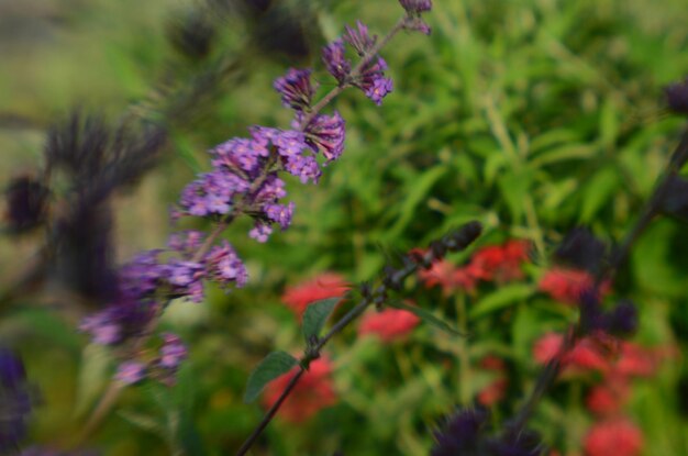 Close-up of purple flowers blooming outdoors