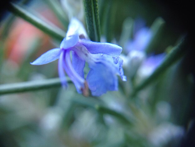 Close-up of purple flowers blooming outdoors