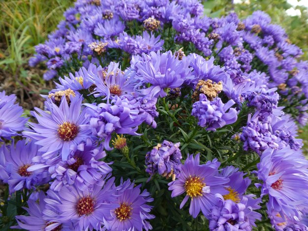 Close-up of purple flowers blooming outdoors