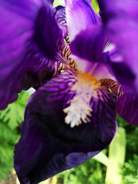 Close-up of purple flowers blooming outdoors