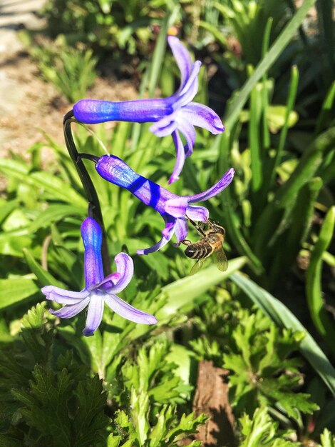 Photo close-up of purple flowers blooming outdoors