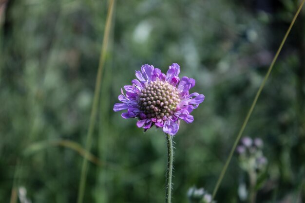 Photo close-up of purple flowers blooming outdoors