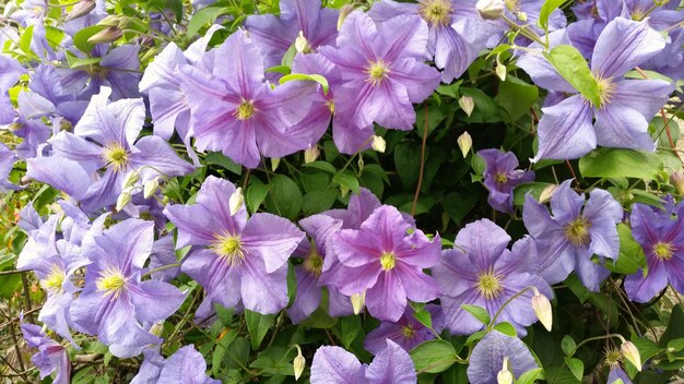 Close-up of purple flowers blooming outdoors