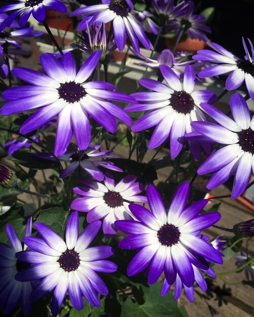 Close-up of purple flowers blooming outdoors