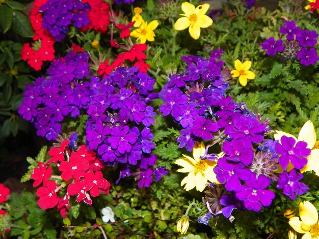 Close-up of purple flowers blooming outdoors