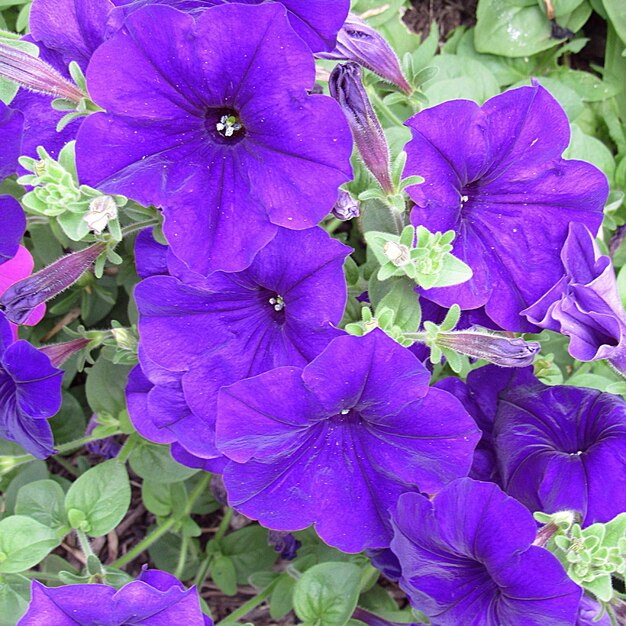 Close-up of purple flowers blooming outdoors