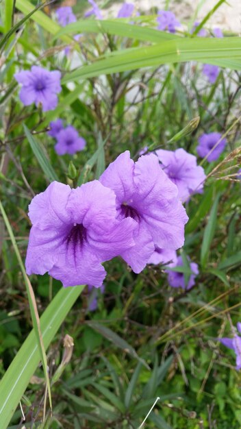 Close-up of purple flowers blooming outdoors