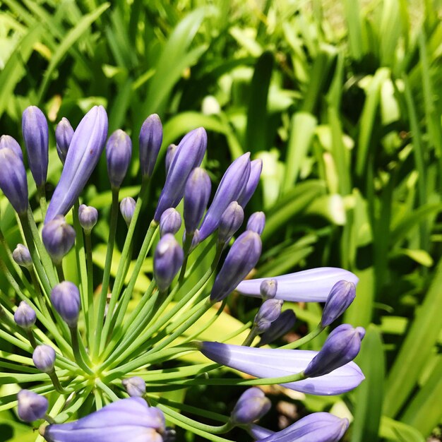 Close-up of purple flowers blooming outdoors