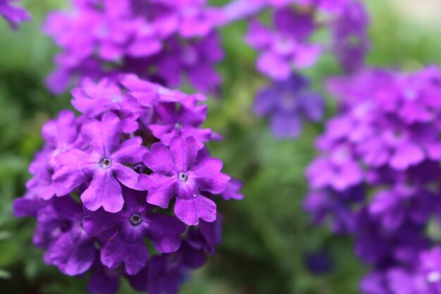 Close-up of purple flowers blooming outdoors