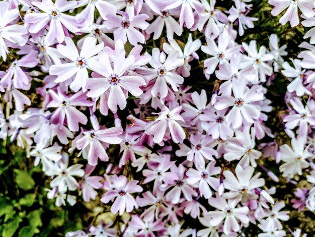 Close-up of purple flowers blooming outdoors