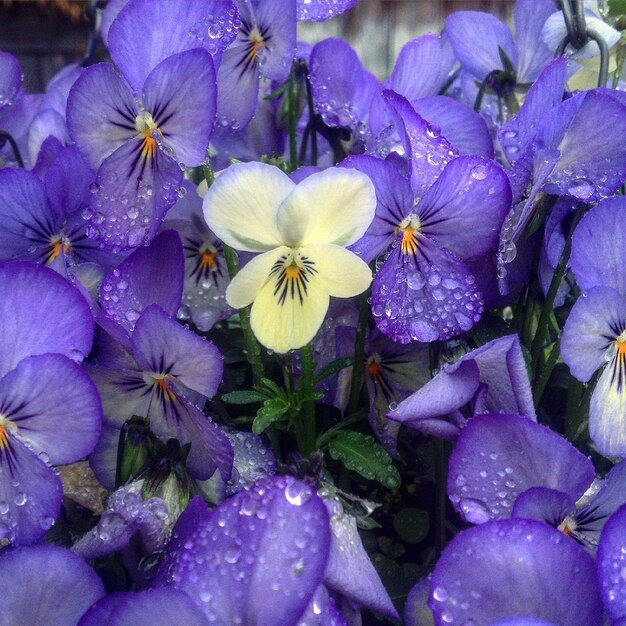 Close-up of purple flowers blooming outdoors