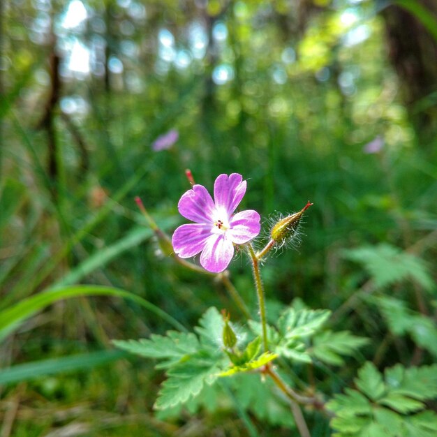 Close-up of purple flowers blooming outdoors